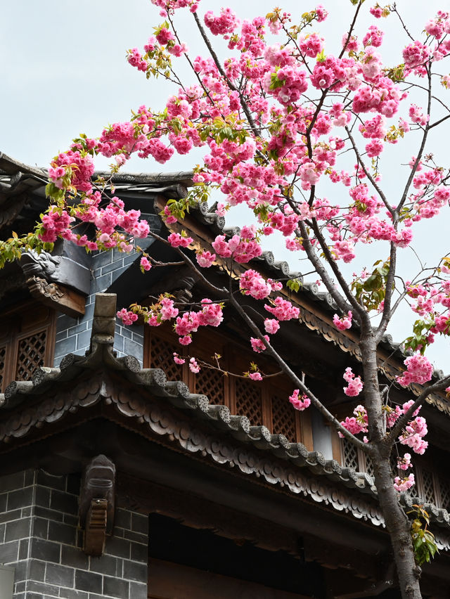 Cherry Blossoms in Dali, Yunnan 🌸