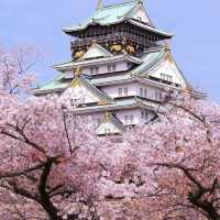 Cherry Blossom Extravaganza | Hirosaki Castle