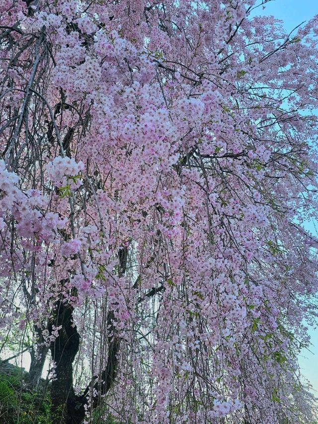 거창 임불마을 능수벚꽃