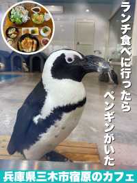 兵庫観光はここへ！ペンギンがいる！ボリューム満点カフェ！！