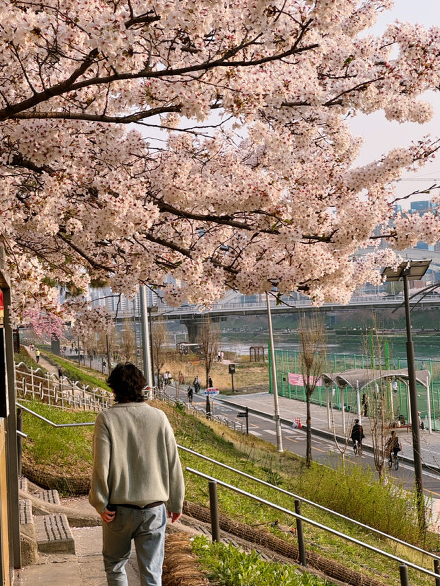 🌸여의도 못지 않은 벚꽃명소! 이제는 모두가 알고있는 안양천