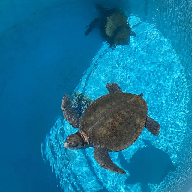 【日本沖繩】海洋博公園🌊海龜館 🌊 近距離觀察海龜💯