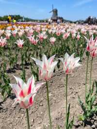 Kamiyubetsu Tulip Park