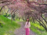 부산 겹벚꽃 제일 예쁜 민주공원🌸