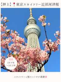 お花見桜スポット16選🌸【関東編】