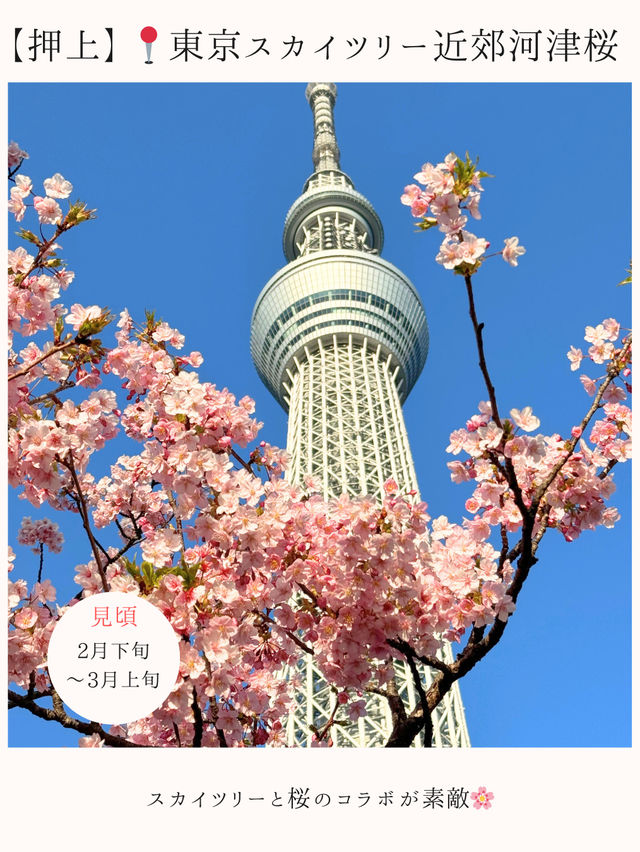 お花見桜スポット16選🌸【関東編】