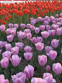 막 찍어도 인생샷 가능한 청주 무심천 튤립축제🌷