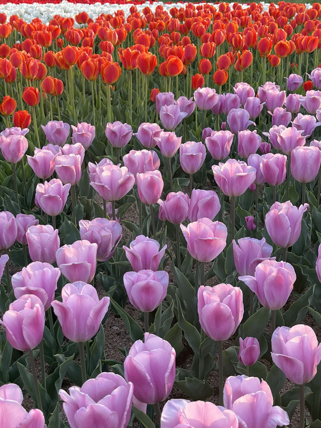 막 찍어도 인생샷 가능한 청주 무심천 튤립축제🌷
