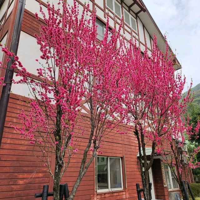 Sakura tree at Toyama