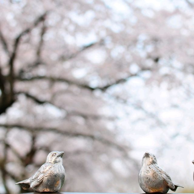 UNFORGETTABLE CHERRY BLOSSOM EXPERIENCE : JAPAN VERSION