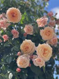 必見！世界が誇る🌹ぎふローズガーデン🌹