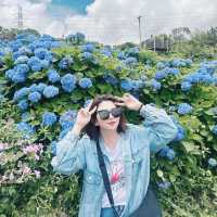 新北萬里｜2024年 5月花季開始➿高家繡球花第三園區