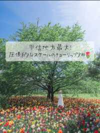 甲信地方最大！圧倒的なスケールのチューリップ畑🌷🌷🌷