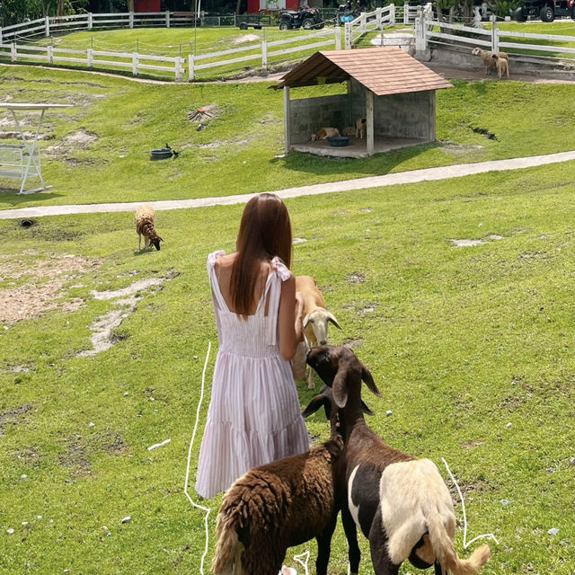 🐑ฟาร์มแกะเข้าฟรีที่นครศรีฯ