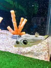 Exploring The Shore Oceanarium