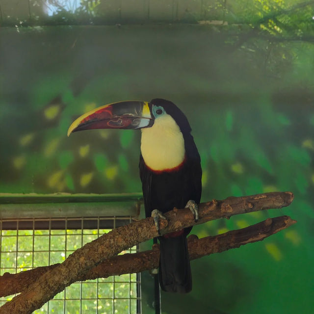 深圳野生動物園：珍稀動物