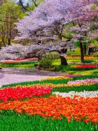昭和紀念公園賞花