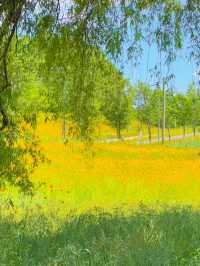 이번 주말, 금계화 막차타러 갈 사람?!!🌼🧡