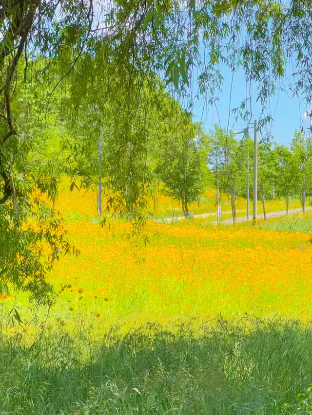 이번 주말, 금계화 막차타러 갈 사람?!!🌼🧡