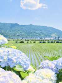 【神奈川】9日間の限定開催‼️あじさい池から田園風景まで楽しめる映えスポット※攻略ポイント付