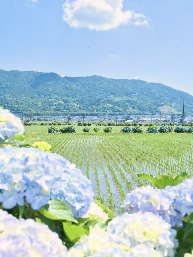 【神奈川】9日間の限定開催‼️あじさい池から田園風景まで楽しめる映えスポット※攻略ポイント付