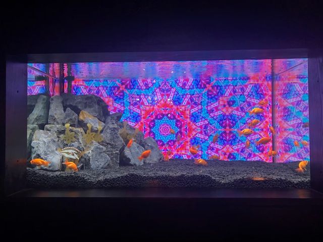 【金魚とアート】日本三大金魚の産地奈良県