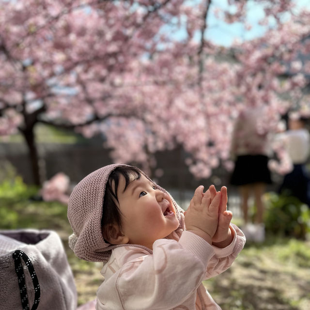 【京都／淀】ピンクが可愛い河津桜の花見スポット