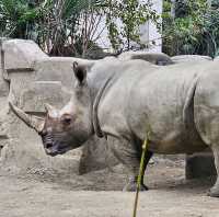 應有盡有成都動物園