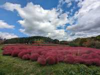 日本北海道-上萬株由綠轉紅的可愛波波草：由仁花園 Yuni Garden