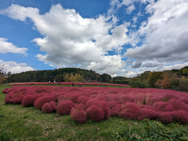 日本北海道-上萬株由綠轉紅的可愛波波草：由仁花園 Yuni Garden