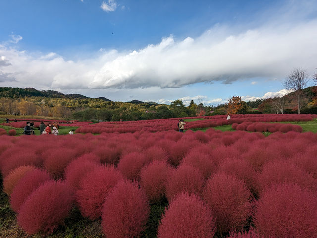 日本北海道-上萬株由綠轉紅的可愛波波草：由仁花園 Yuni Garden