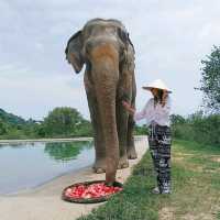Samui Elephant haven คนรักช้าง