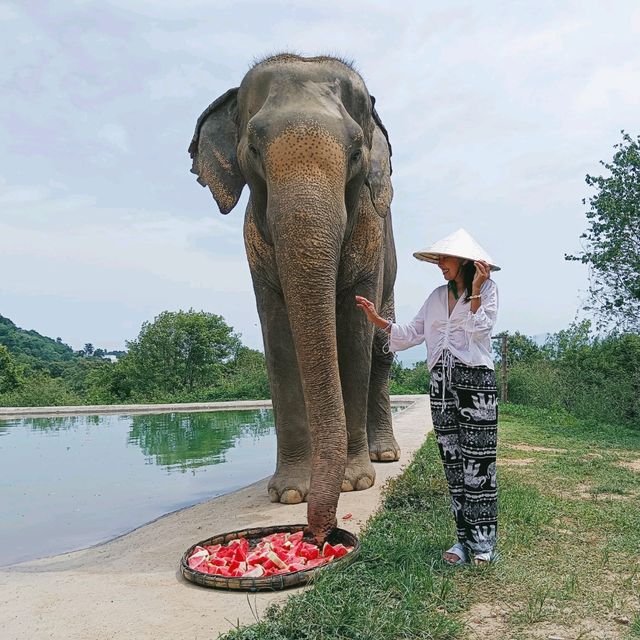 Samui Elephant haven คนรักช้าง