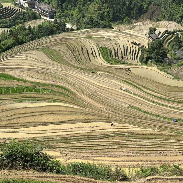 龍脊梯田週末遊