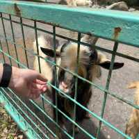 【静岡】小動物以外も触れ合える動物園！