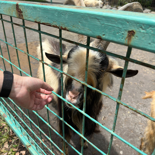 【静岡】小動物以外も触れ合える動物園！