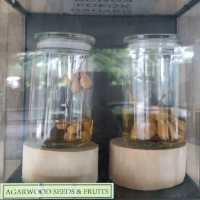 Uncover the Essence of Agarwood at Hoga Gaharu Tea Valley