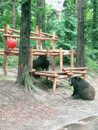 韓國愛寶樂園：與長頸鹿互動好正啊