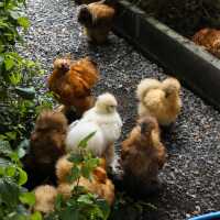 Our Farm ฟาร์มเราเอง Cafe & Restaurant