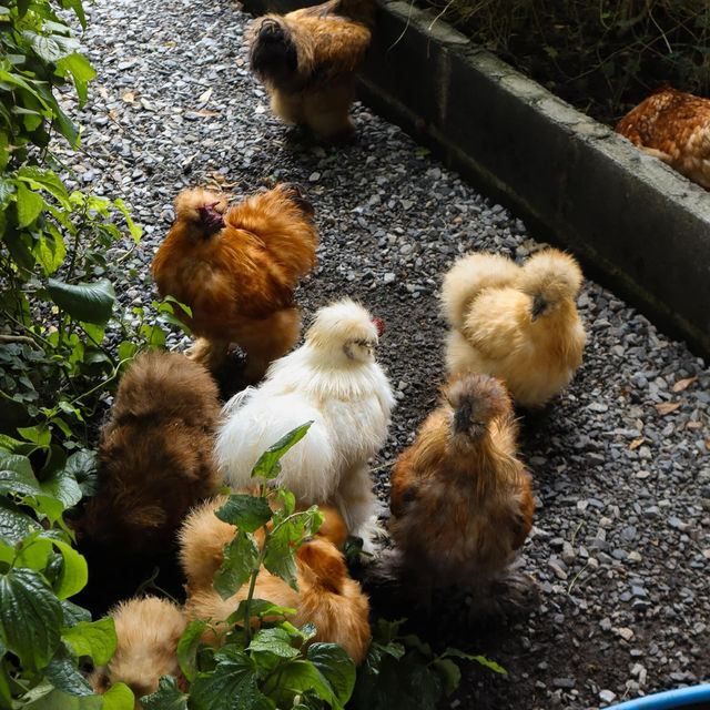 Our Farm ฟาร์มเราเอง Cafe & Restaurant