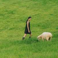 น่ารักเกินต้าน! Akha Farmville  🐑🌳