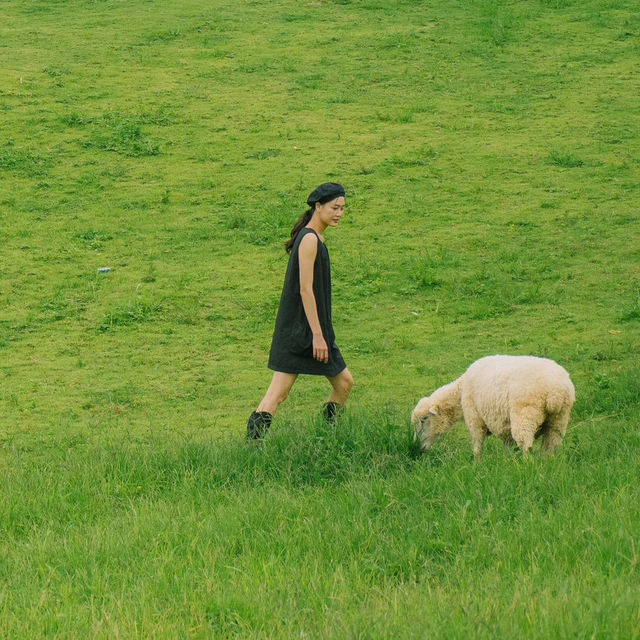 น่ารักเกินต้าน! Akha Farmville  🐑🌳