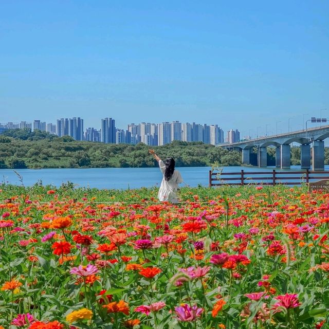 9월! 꼭 가야할 백일홍 명소 남양주한강공원삼패지구