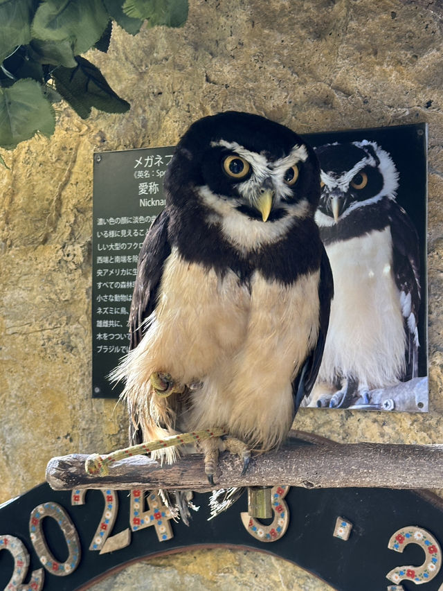 湯布院貓頭鷹之森林：親近貓頭鷹，適合家庭和動物愛好者