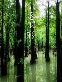   【森林】仙氣飄飄的落羽杉樹群