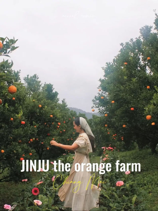 ยกให้เป็นสวนส้ม 🍊🌳 #เชียงใหม่  ฟิลเกาหลีเกาใจสุด