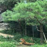 澳門人遊韓國🇰🇷Everland 