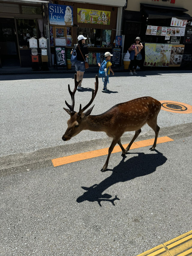 広島の顔！夏の宮島をエンジョイ！