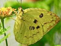 See rare butterflies at the only park of its kind in the Philippines!