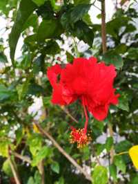 Hibiscus as flower emblem of Malaysia🌹